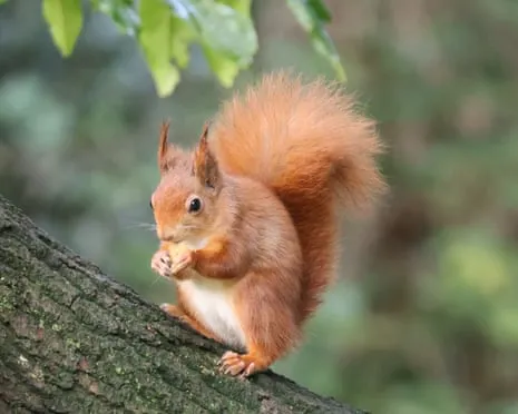 Isle of Wight Squirrels Flourishing on Isle of Wight with Potential to Nearly Double, Findings Indicates