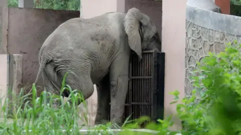 Lonely Existence and Demise of Delhi’s Lone Elephant from Africa