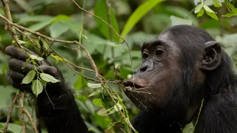 Wild Chimps Ingesting a Daily Dose of a Beer Daily from Fermented Fruits, Research Finds