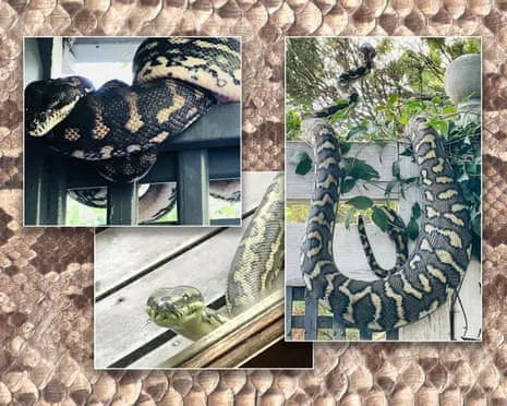 Embracing my Serpents in the Overhead Space: A Journey from Anxiety to Fascination