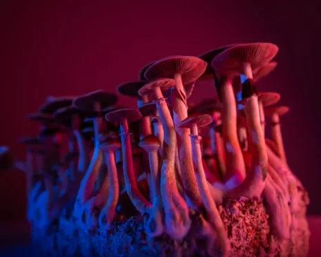 On Drugs by Justin Smith-Ruiu: A Reflective Exploration into Psychedelics