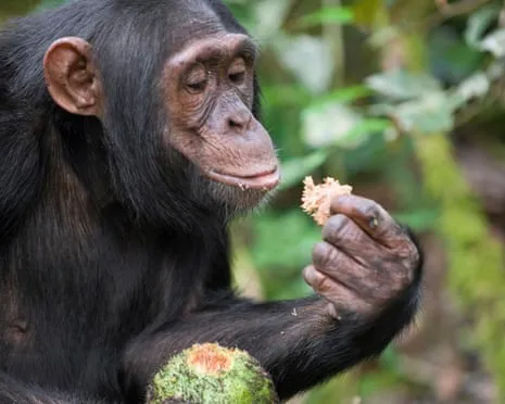 Apes Ingest Everyday Alcohol Comparable to a Lager from Fermented Figs