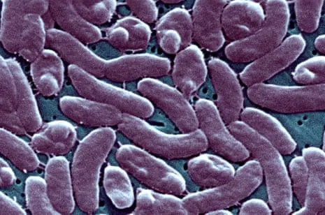 The Bayou State Records Five Deaths from Necrotizing Bacterium in Gulf Waters