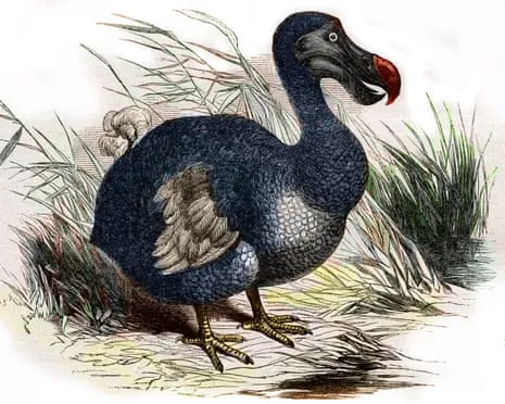 Experts Assert They Have Achieved a ‘Key Milestone’ in Bringing Back the Flightless Species for the First Time in 300 Years